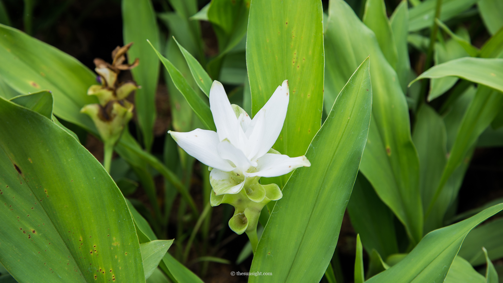 ดอกกระเจียวพันธุ์ขาว